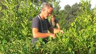 TEA ITZULIA - Le Pays basque ouvre les portes de ses plantations de thé
